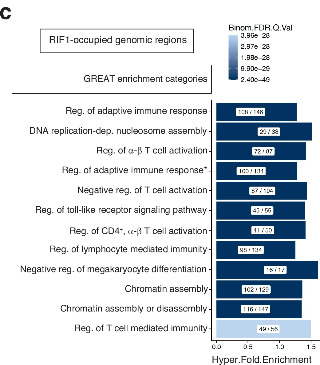 Open access visualization of Bar Chart, RIF1-occupied genomic regions, GREAT enrichment categories, adaptive immune response, DNA replication