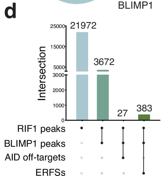 Open access visualization of Bar Plot, Intersection Plot, Intersection, RIF1 peaks, BLIMP1 peaks
