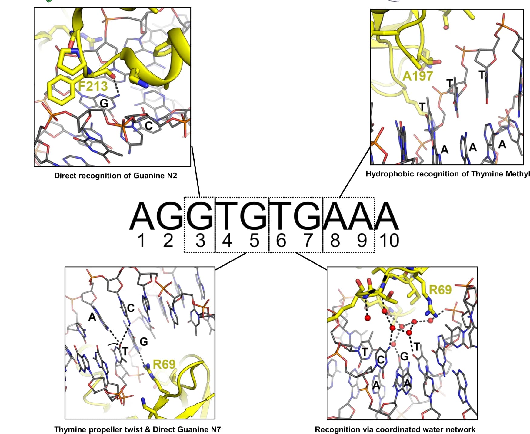 Open access visualization of Protein Structure, Chemical Structure, DNA Base Pairs, Brachyury, T-box Recognition Element