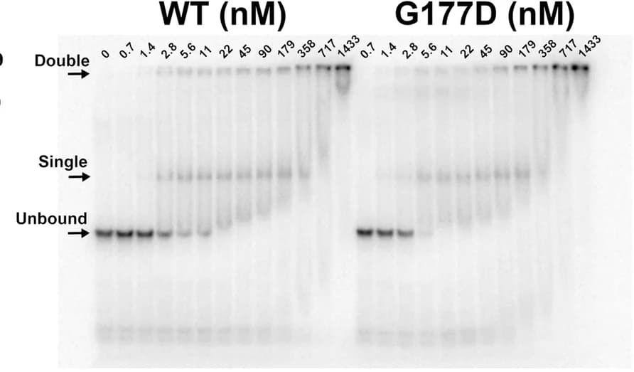 Open access visualization of Gel, Electrophoretic Mobility Shift Assay, EMSA, WT, G177D