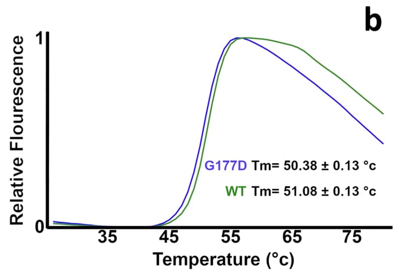 Open access visualization of Line Plot, Error Bars, Differential Scanning Fluorimetry, Thermal Stability, Brachyury Proteins