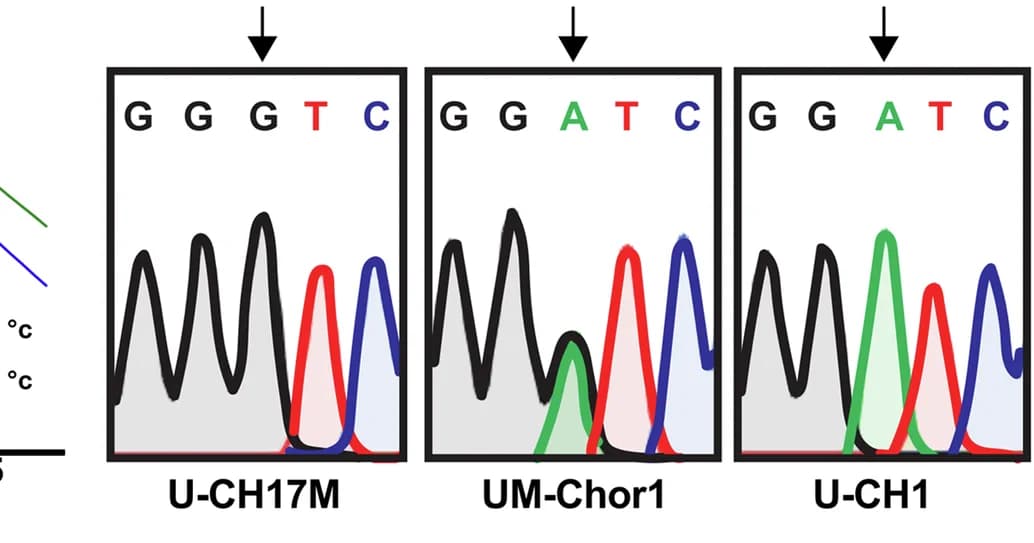 Open access visualization of Line Plot, DNA Sequencing, Chromatograms, Chordoma Cell Lines, Polymorphism
