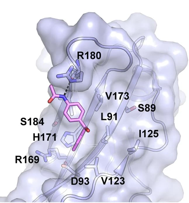Open access visualization of Protein Structure, Chemical Structure, Crystal Structure, Compound 11, Brachyury