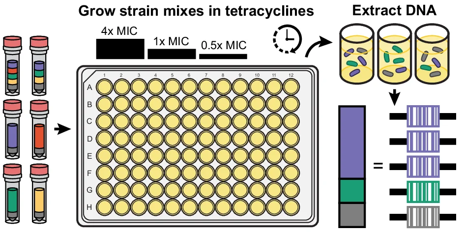 Open access visualization of Workflow, Barcode Sequencing, Plasmid, Antibiotic Resistance, PCR