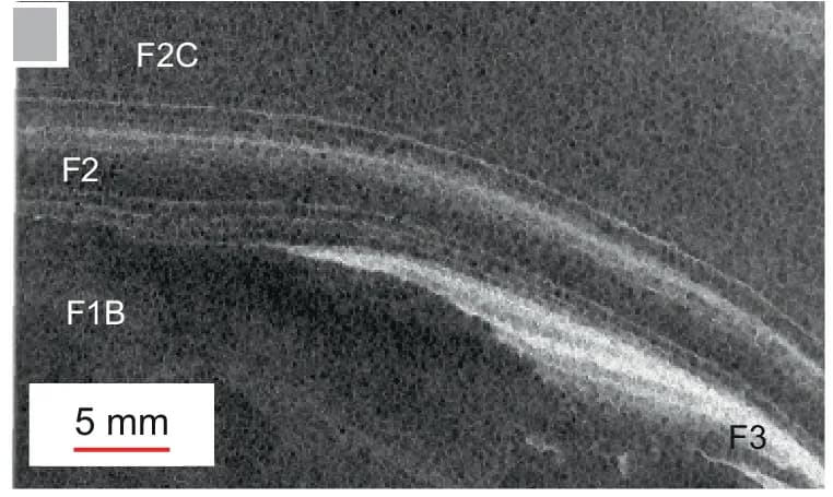 Open access visualization of Microscopy, Gravity-Flow Bed, Ripple Cross-Lamination, Silt, Clay