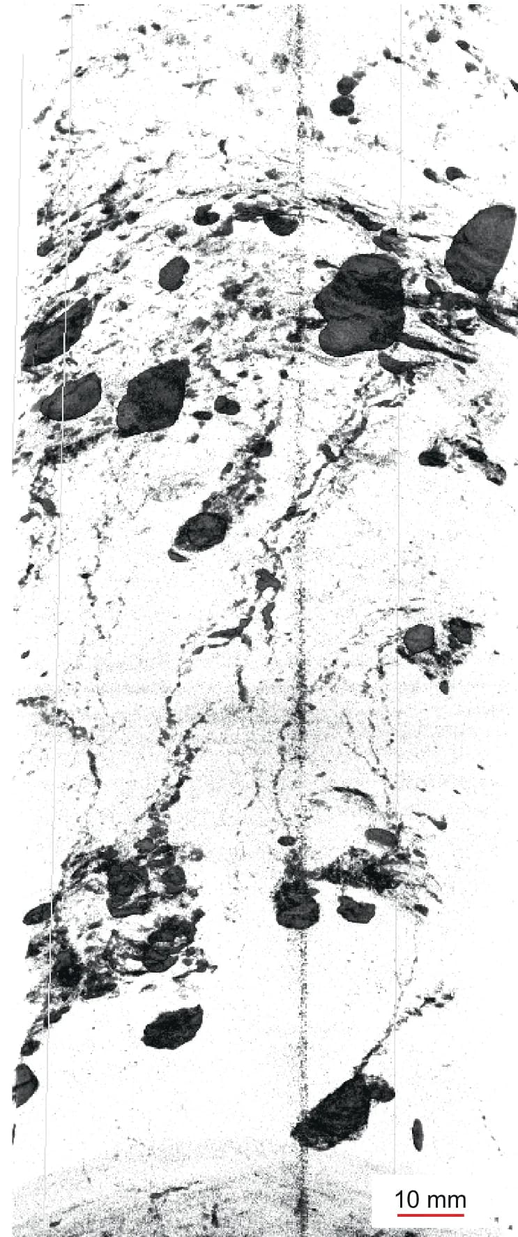 Open access visualization of Microscopy, Pseudo-nodular Silt, Pseudo-nodular Sand, Structureless Mud, Core Section