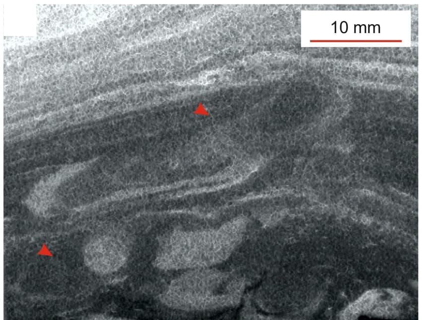 Open access visualization of Microscopy, Rosselichnid, Artichnus, Core Section, Southern Japan Trench