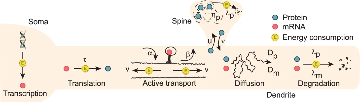 Open access visualization of Workflow, Illustration, Model, Energy Consumption, Diffusion