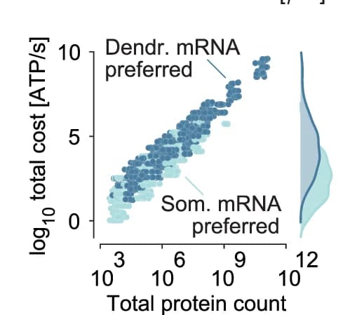 Open access visualization of Scatter Plot, Density Plot, Total Cost, Protein Count, Synthetic Protein