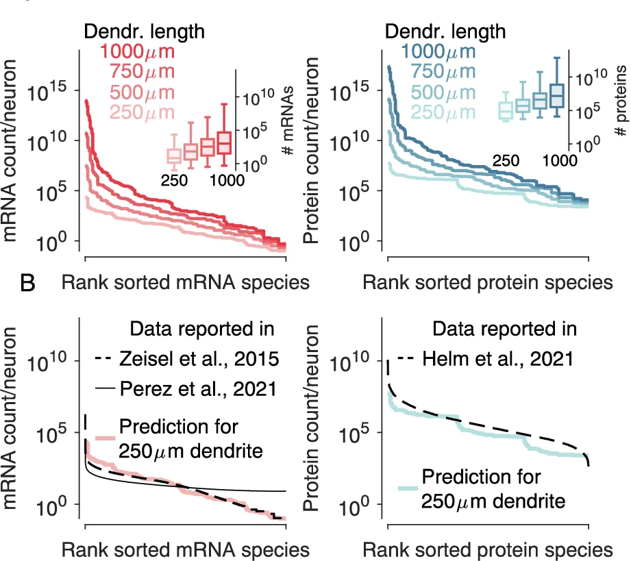 Open access visualization of Line Plot, Box Plot, mRNA, Protein, Dendrite