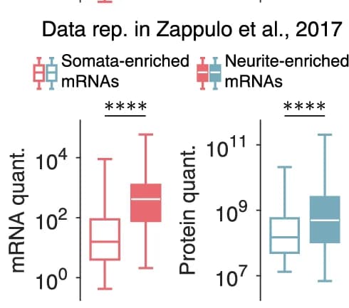 Open access visualization of Box Plot, mRNA, Protein, Neurite, Soma