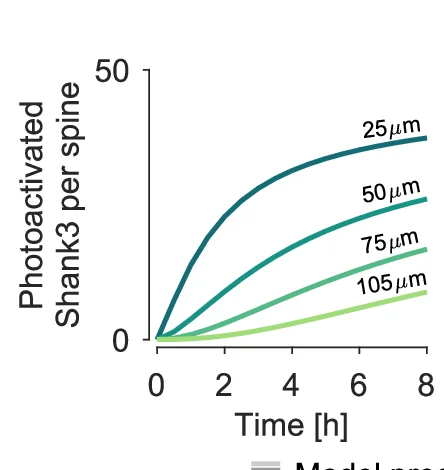 Open access visualization of Line Plot, Shank3, Photoactivation, Temporal Integration, Dendritic Spines