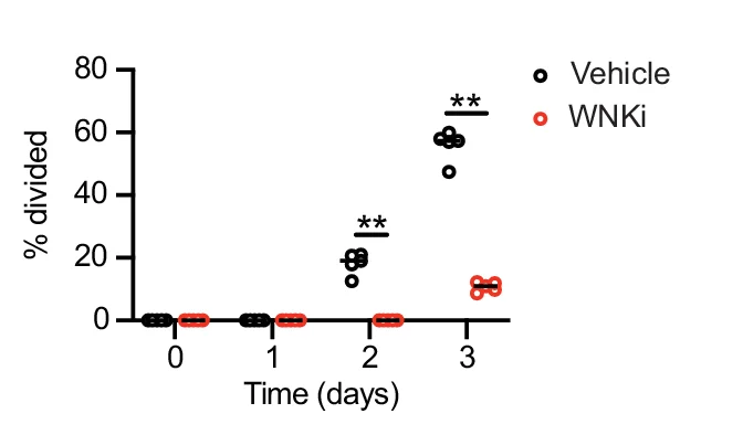 Open access visualization of Scatter Plot, Naive CD4+ T Cells, CTV-labelled T Cells, Anti-CD3 Antibody, Anti-CD28 Antibody