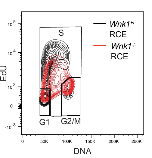Open access visualization of Density Plot, EdU, EdU Incorporation, EdU MFI, G1 Phase Cells