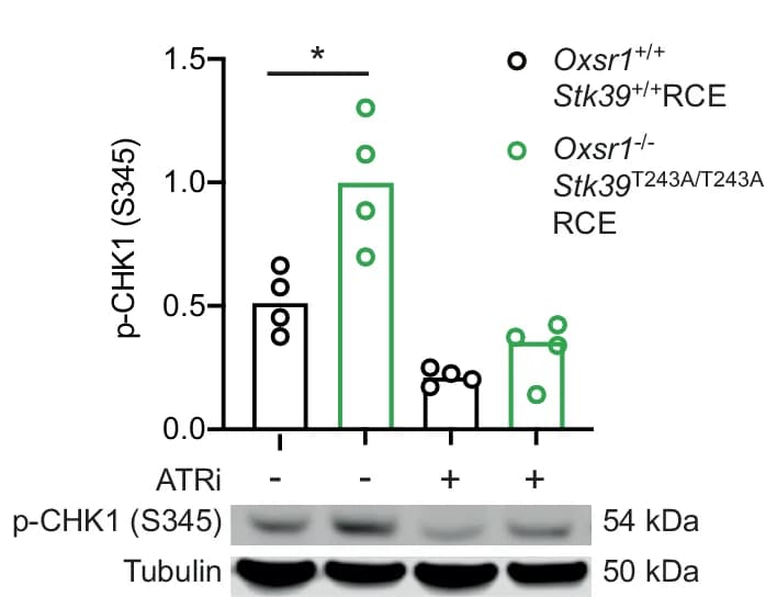 Open access visualization of Bar Plot, Scatter Plot, Photo, Gel, CD4+ T Cells