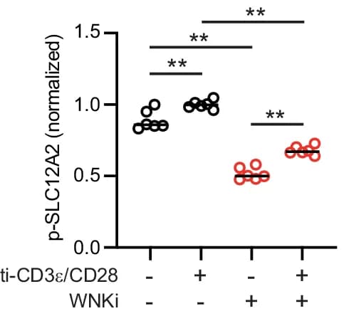 Open access visualization of Scatter Plot, p-SLC12A2, CD4+ T Cells, Anti-CD3 Antibody, Anti-CD28 Antibody