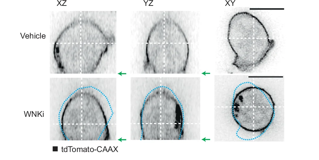 Open access visualization of Microscopy, CD4+ T Cells, 3D Imaging, T Cell Activation, tdTomato-CAAX