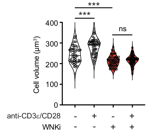 Open access visualization of Violin Plot, CD4+ T Cells, Cell Volume, T Cell Activation, WNK Inhibitor