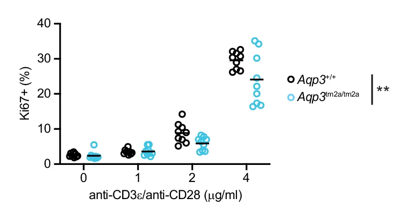 Open access visualization of Scatter Plot, CD4+ T Cells, Lymph Nodes, T Cell Activation, Ki67