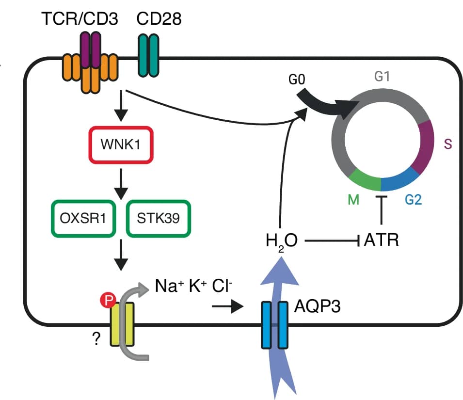 Open access visualization of Workflow, Illustration, TCR Signaling, WNK1, OXSR1