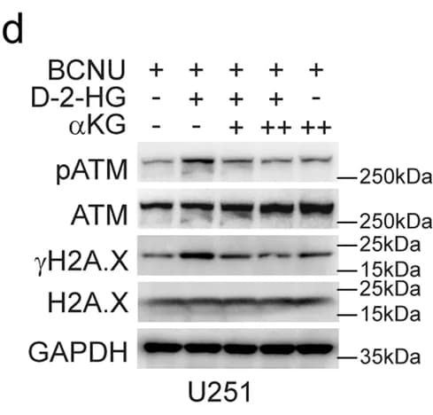Open access visualization of Gel, DDR, IDH1 WT, IDH1 R132H, U251 Cells