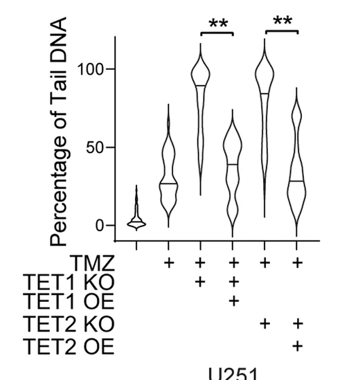 Open access visualization of Violin Plot, Comet Assay, U251 Cells, TET1/TET2 Knockout, DMSO