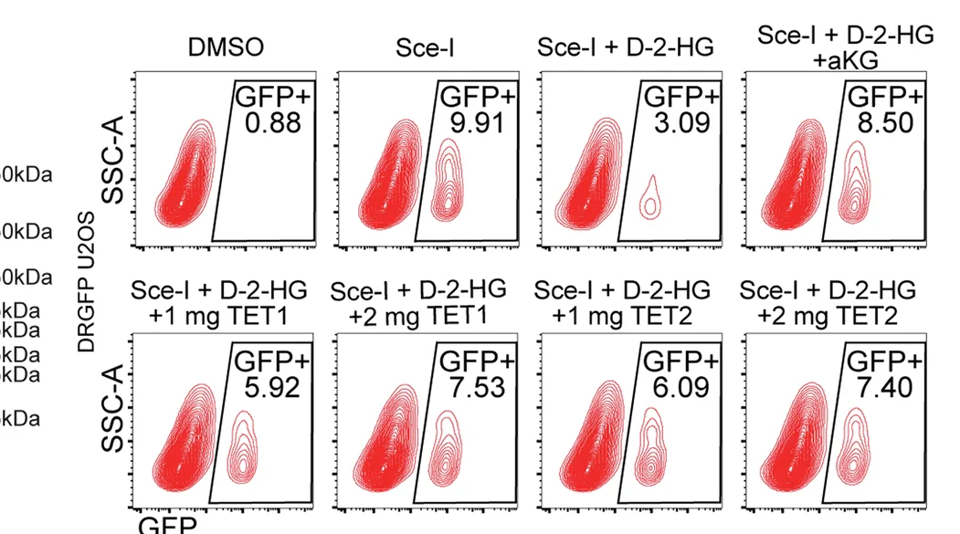 Open access visualization of Scatter Plot, Flow Cytometry, DD-Sce-I-GR DRGFP U2OS, Shield1, TA
