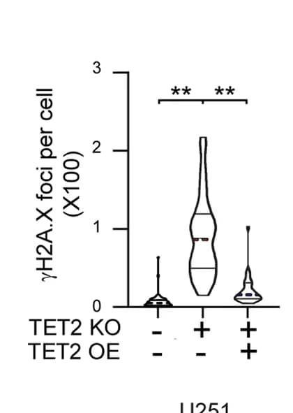 Open access visualization of Violin Plot, Gamma H2A.X Foci, U251 Cells, TET1/TET2 Knockout, TET1/TET2 Overexpression