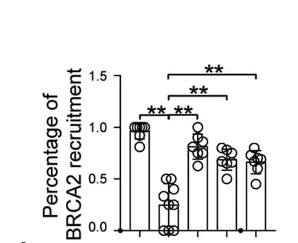 Open access visualization of Bar Plot, Scatter Plot, Error Bars, BRCA2, DSB Sites