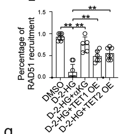 Open access visualization of Bar Plot, Scatter Plot, Error Bars, RAD51, DSB Sites