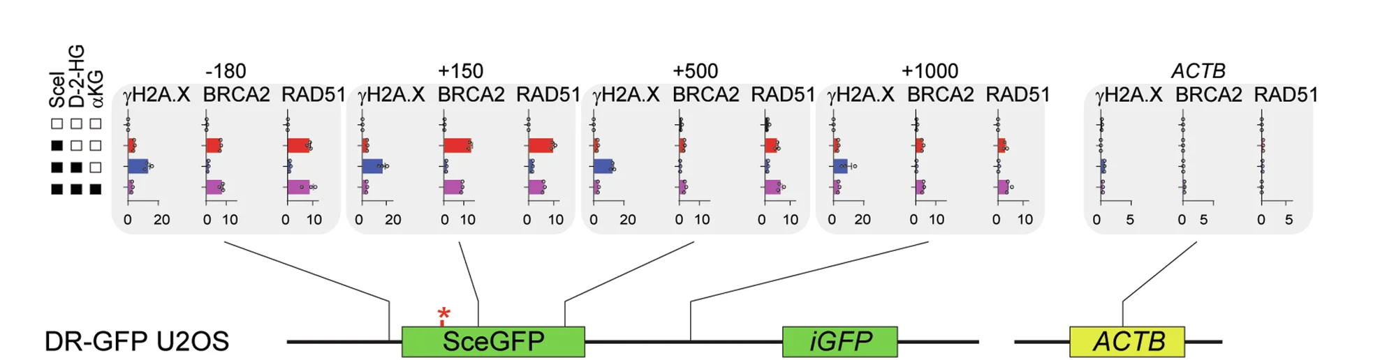 Open access visualization of Bar Plot, Scatter Plot, ChIP-qPCR, BRCA2, RAD51