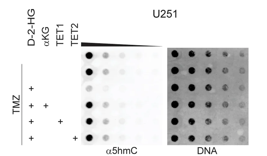 Open access visualization of Gel, 5hmC, Dot Blot Assay, Cells, TMZ