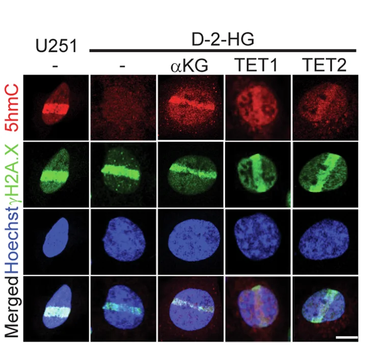 Open access visualization of Microscopy, Laser Micro-irradiation