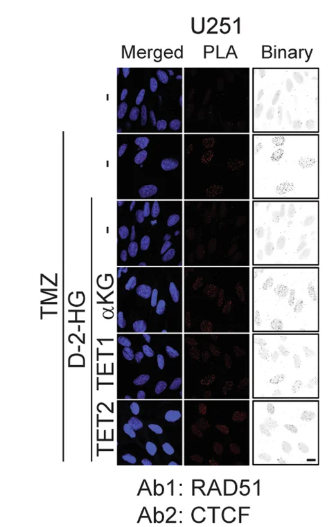 Open access visualization of Microscopy, PLA Assay, CTCF, BRCA2, RAD51