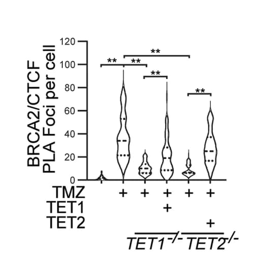 Open access visualization of Violin Plot, PLA Foci Quantification, CTCF, BRCA2, RAD51