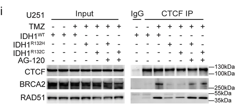 Open access visualization of Gel, Co-IP, CTCF, BRCA2, RAD51