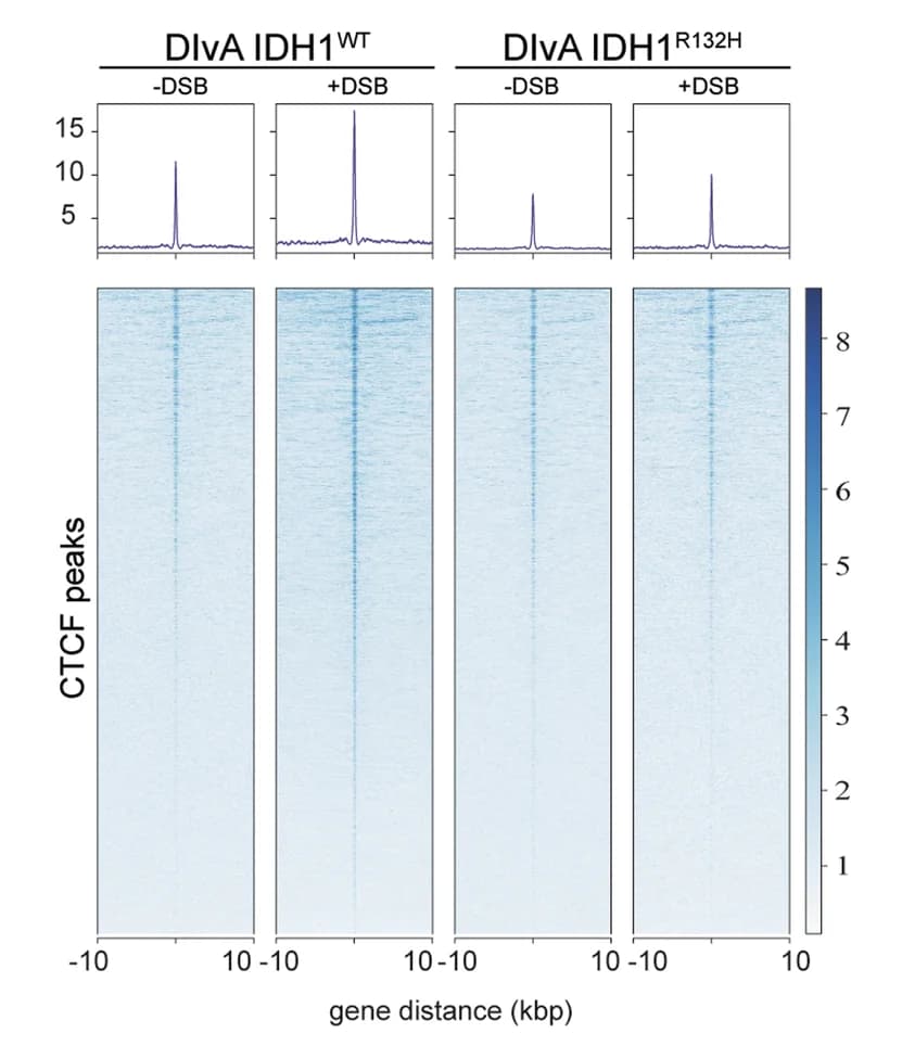 Open access visualization of Heatmap, Line Plot, ChIP-seq, CTCF, AsiSI DSB Sites
