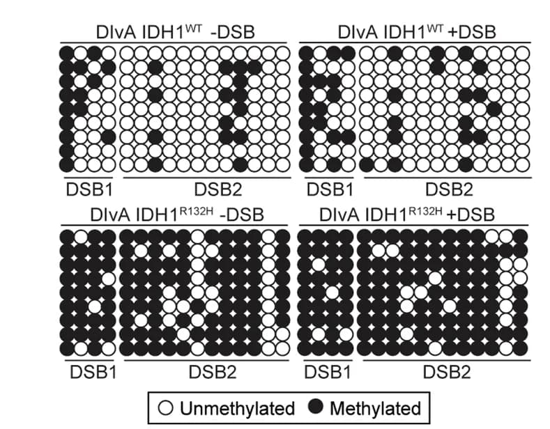 Open access visualization of Scatter Plot, Bisulfite PCR, DNA Methylation, CpG Islands, AsiSI Sites