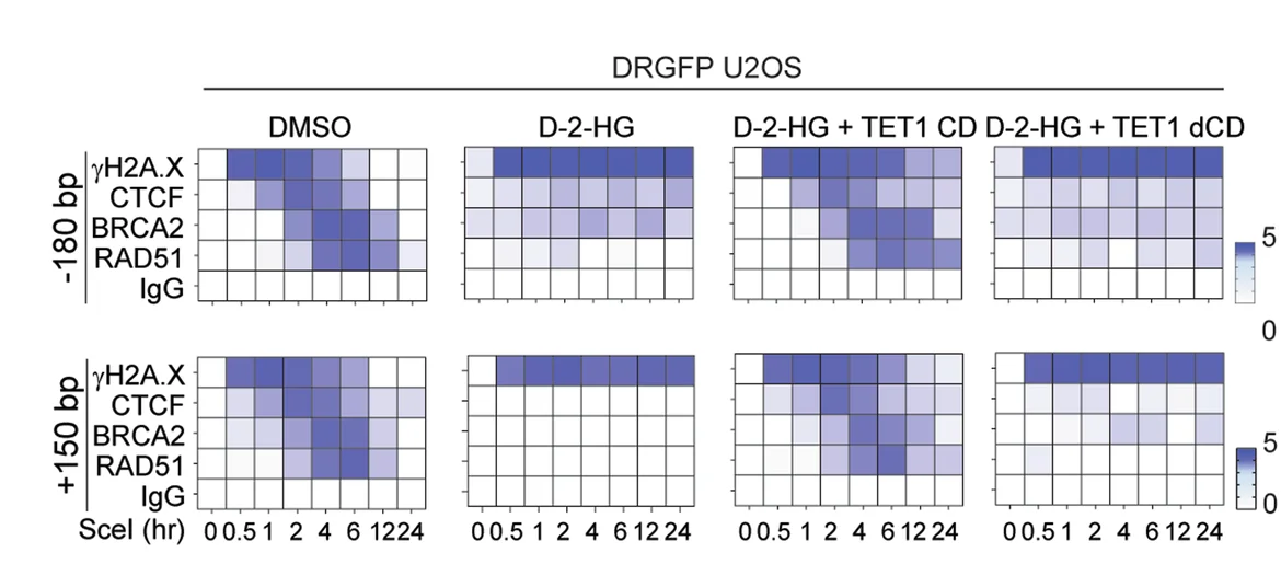 Open access visualization of Heatmap, ChIP-qPCR, CTCF, BRCA2, RAD51