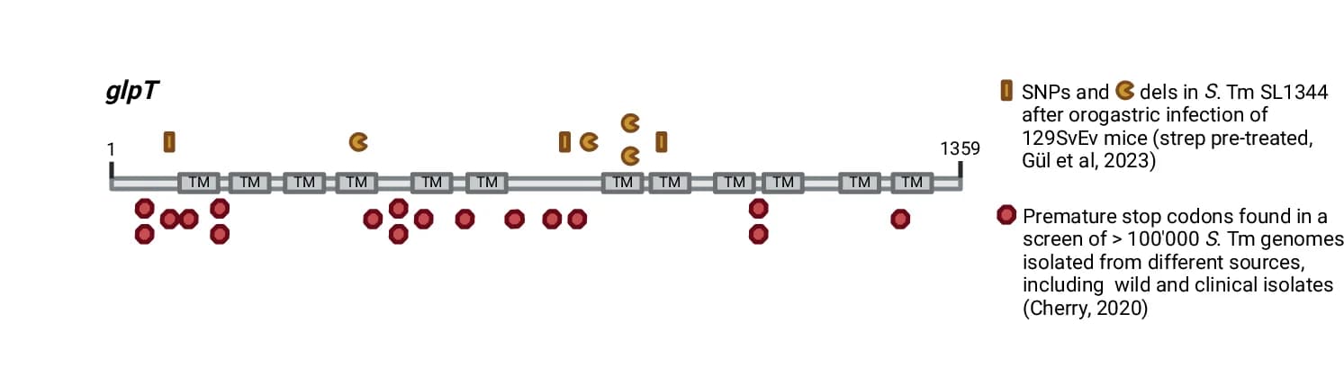 Open access visualization of Illustration, Single Nucleotide Polymorphisms, Deletions, glpT Gene, Murine Infection