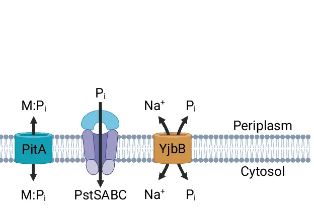 Open access visualization of Illustration, Pathway, Phosphate Transporters, S. Tm, Visualization
