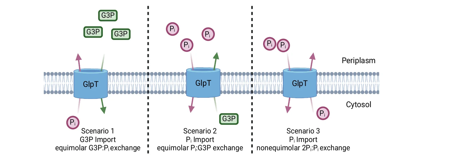 Open access visualization of Illustration, Workflow, GlpT, Glycerol-3-phosphate, Phosphate