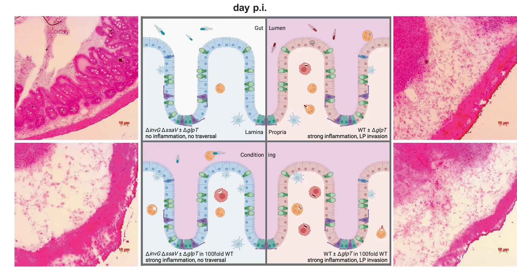 Open access visualization of Microscopy, Illustration, Inflammation, Lamina Propria, Cecum Cryosection