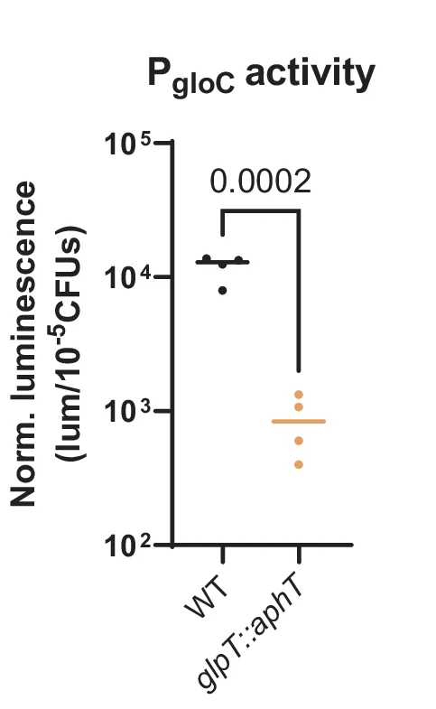 Open access visualization of Scatter Plot, Error Bars, P gloC Promoter Activity, Methylglyoxal Pathway, glpT Mutant