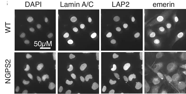 Open access visualization of Microscopy, Immunofluorescence, High-Content Microscopy, Cell Imaging