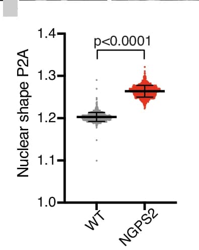 Open access visualization of Violin Plot, Nuclear Shape, Perimeter to Area Analysis, Quantification, WT Cells