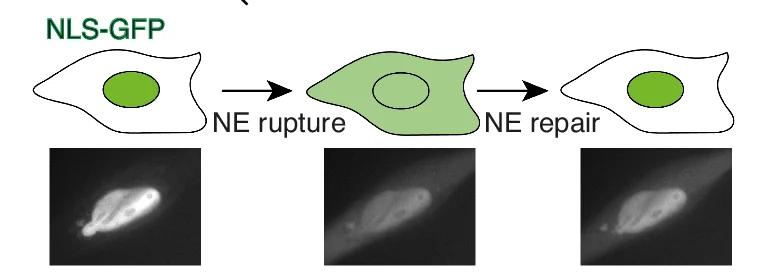 Open access visualization of Workflow, Microscopy, Illustration, Nuclear Blebs, Nuclear Envelope Rupture