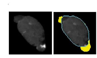 Open access visualization of Photo, Nuclei, CX7 Microscope, Nuclear Blebs, HCS Software
