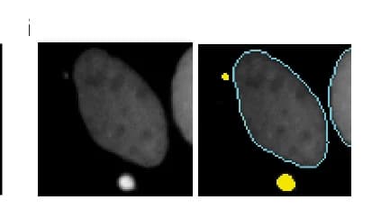 Open access visualization of Microscopy, Nuclei, CX7 Microscope, Micronuclei, HCS Software