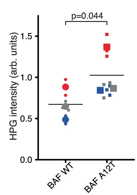 Open access visualization of Scatter Plot, Protein Synthesis Assay, HPG Incorporation, Alexa Fluor 488, Wild-Type Fibroblasts